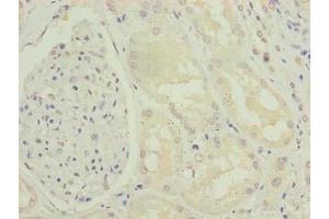 Immunohistochemistry of paraffin-embedded human kidney tissue using ABIN7151390 at dilution of 1:100