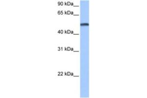 Western Blotting (WB) image for anti-Cytochrome P450, Family 1, Subfamily B, Polypeptide 1 (CYP1B1) antibody (ABIN2463468) (CYP1B1 anticorps)