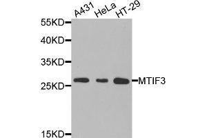 Western blot analysis of extracts of various cell lines, using MTIF3 antibody. (MTIF3 anticorps)