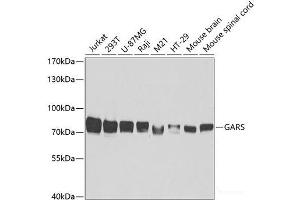 Western blot analysis of extracts of various cell lines using GARS Polyclonal Antibody at dilution of 1:5000. (GARS anticorps)