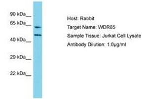 Image no. 1 for anti-Diphthamide Biosynthesis 7 (DPH7) (AA 22-71) antibody (ABIN6750735) (Diphthamide Biosynthesis 7 (DPH7) (AA 22-71) anticorps)