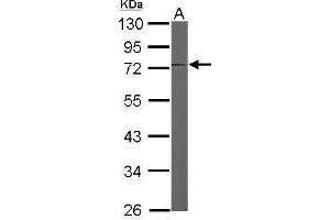 WB Image Sample (50 ug of whole cell lysate) A: Mouse brain 10% SDS PAGE antibody diluted at 1:3000