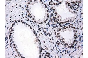 Image no. 2 for anti-Replication Protein A2, 32kDa (RPA2) antibody (ABIN1500736) (RPA2 anticorps)