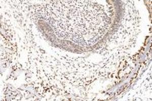Immunohistochemistry analysis of paraffin-embedded mouse fetal rat using,GDF6 (ABIN7074132) at dilution of 1: 1000