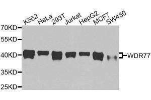anti-WD Repeat Domain 77 (WDR77) antibody