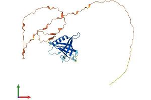 AlphaFold protein structure predicition of Human Recombinant WBP2NL Protein, UniprotID Q6ICG8
