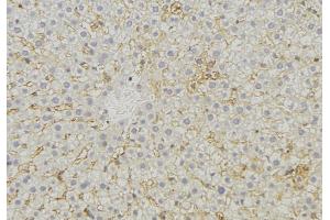ABIN6274742 at 1/100 staining Mouse liver tissue by IHC-P. (MRPL44 anticorps)