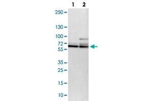 Western blot analysis of lane 1: NIH-3T3 cell lysate and lane 2: NBT-II cell lysate using PCTK1 polyclonal antibody .