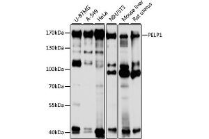Western blot analysis of extracts of various cell lines, using PELP1 antibody (ABIN3023501, ABIN3023502, ABIN3023503 and ABIN6220149) at 1:1000 dilution. (PELP1 anticorps  (AA 1021-1180))