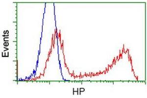 HEK293T cells transfected with either RC223612 overexpress plasmid (Red) or empty vector control plasmid (Blue) were immunostained by anti-HP antibody (ABIN2453140), and then analyzed by flow cytometry. (Haptoglobin anticorps)