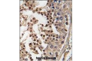 Formalin-fixed and paraffin-embedded human testis tissue reacted with PFTK1 antibody (N-term), which was peroxidase-conjugated to the secondary antibody, followed by DAB staining.
