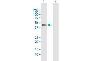 Western Blot analysis of WNT8A expression in transfected 293T cell line by WNT8A MaxPab polyclonal antibody.