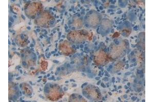 Used in DAB staining on fromalin fixed paraffin- embedded stomach tissue (RNASE1 anticorps  (AA 26-152))