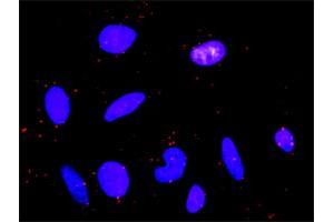 Proximity Ligation Analysis of protein-protein interactions between PDGFRB and PIK3R3.