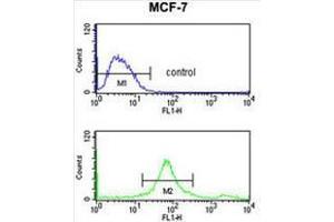 SUMO1 Antibody flow cytometry analysis of MCF-7 cells (bottom histogram) compared to a negative control cell (top histogram). (SUMO1 anticorps)