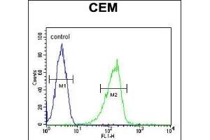 ZIC3 Antibody (Center) (ABIN650719 and ABIN2839389) flow cytometric analysis of CEM cells (right histogram) compared to a negative control cell (left histogram). (ZIC3 anticorps  (AA 239-267))