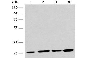 Western blot analysis of 293T cell lysates using PNPO Polyclonal Antibody at dilution of 1:700 (PNPO anticorps)