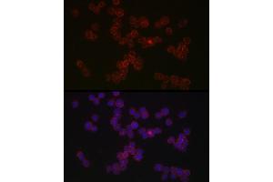 Immunofluorescence analysis of THP-1 cells using CCR5 Rabbit pAb (ABIN7266307) at dilution of 1:50 (40x lens).