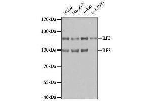 Western blot analysis of extracts of various cell lines, using ILF3 antibody. (Interleukin enhancer-binding factor 3 (ILF3) (AA 1-270) anticorps)