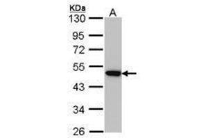Image no. 1 for anti-Adaptor-Related Protein Complex 2, mu 1 Subunit (AP2M1) (AA 60-278) antibody (ABIN467602)