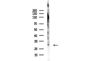 anti-Nucleolar Protein 7 (NOL7) (C-Term) antibody