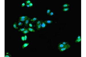 Immunofluorescent analysis of HepG2 cells using ABIN7161378 at dilution of 1:100 and Alexa Fluor 488-congugated AffiniPure Goat Anti-Rabbit IgG(H+L)