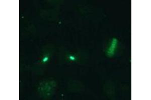 Immunofluorescence (IF) image for anti-Cell Division Cycle Associated 8 (CDCA8) (AA 1-280), (N-Term) antibody (ABIN1449290) (CDCA8 anticorps  (N-Term))