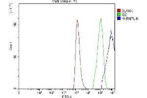 anti-Heterogeneous Nuclear Ribonucleoprotein L (HNRNPL) (AA 152-569) antibody