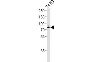 Western Blotting (WB) image for anti-Exostosin 2 (EXT2) antibody (ABIN3004162) (EXT2 anticorps)