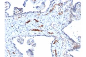 Formalin-fixed, paraffin-embedded human Placenta stained with Podocalyxin Mouse Monoclonal Antibody (PODXL/2184). (PODXL anticorps  (AA 310-447))