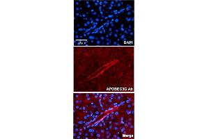 Immunofluorescent staining of human liver with APOBEC3G polyclonal antibody  at 1:100 dilution. (APOBEC3G anticorps  (N-Term))