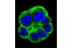 Confocal immunofluorescent analysis of PCYT1A Antibody (N-term) Cat.