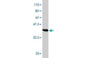 Western Blot detection against Immunogen (36.
