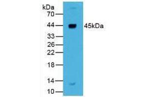 Western blot analysis of Human Liver Tissue. (Renin anticorps  (AA 67-179))