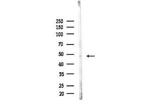 anti-Synaptotagmin XI (SYT11) (Internal Region) antibody