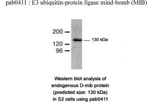 anti-Mindbomb E3 Ubiquitin Protein Ligase 1 (MIB1) (N-Term) antibody