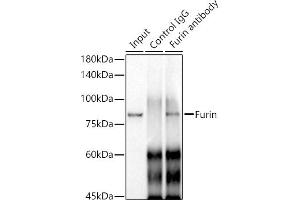 Immunoprecipitation analysis of 300 μg extracts of A-549 cells using 3 μg Furin antibody (ABIN7267277). (FURIN anticorps)