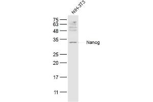 NIH/3T3 lysates probed with Nanog Polyclonal Antibody, Unconjugated  at 1:300 dilution and 4˚C overnight incubation. (Nanog anticorps  (AA 101-200))