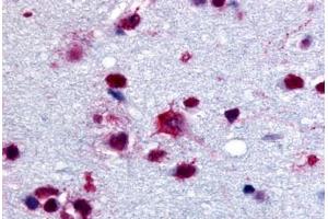 Anti-PYGB antibody  ABIN1049279 IHC staining of human brain. (PYGB anticorps  (C-Term))