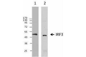 Western Blotting (WB) image for anti-Interferon Regulatory Factor 3 (IRF3) antibody (ABIN2666279) (IRF3 anticorps)