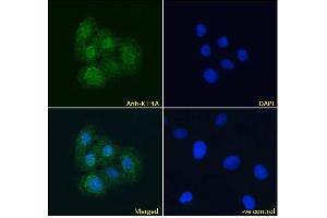 ABIN184768 Immunofluorescence analysis of paraformaldehyde fixed U2OS cells, permeabilized with 0. (KIF4A anticorps  (C-Term))