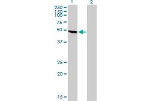 Western Blot analysis of KNG1 expression in transfected 293T cell line by KNG1 MaxPab polyclonal antibody. (KNG1 anticorps  (AA 1-427))