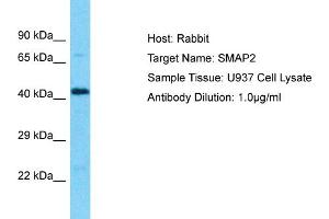 Host: Rabbit Target Name: SMAP2 Sample Type: U937 Whole Cell lysates Antibody Dilution: 1.
