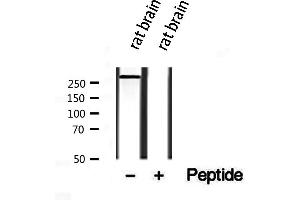 Western blot analysis of extracts from rat brain, using Piezo1 antibody.