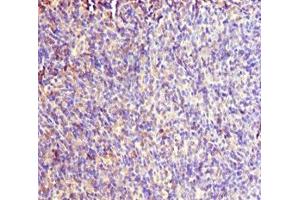 Immunohistochemistry of paraffin-embedded human thymus tissue using ABIN7167019 at dilution of 1:100
