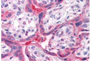 Anti-QSOX2 antibody  ABIN1049286 IHC staining of human placenta.