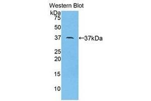 Western Blotting (WB) image for anti-Apolipoprotein A-II (APOA2) (AA 24-102) antibody (ABIN1077817) (APOA2 anticorps  (AA 24-102))