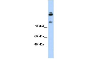 WB Suggested Anti-HDLBP Antibody Titration:  0. (HDLBP anticorps  (N-Term))