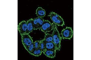 Immunofluorescence (IF) image for anti-Plasminogen Activator, Urokinase (PLAU) antibody (ABIN3003732)