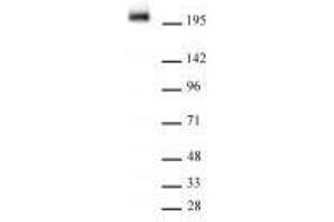 RNA Pol II CTD phospho Tyr1 antibody (rAb) (rAb) tested by Western Blot. (Recombinant Rpb1 CTD anticorps  (pTyr1))